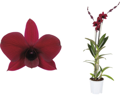 Dendrobium Nobile Zimmerpflanze mit Blüte und Nahaufnahme einer einzelnen Blüte