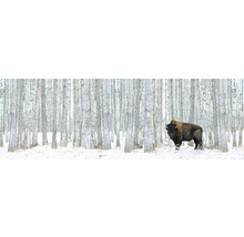 Ein Bison steht in einem verschneiten Wald.