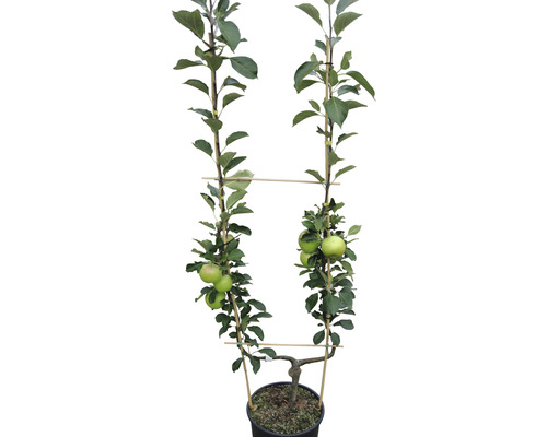 Bio Apfel Einfach-U Form FloraSelf Bio Malus domestica Spalierobst H 100-150 cm Co 10 L versch. Sorten