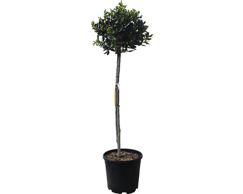 Stechpalme 'Nellie R. Stevens' FloraSelf Halbstamm ca. 120 cm ST35/40 Co 18 L Stechpalme im Topf als Zierbaum für den Garten