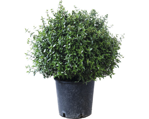 Abelie Prostata Kugel FloraSelf Abelia grandiflora Prostata Ø 25-30 cm Co 10 L Myrte in einem Topf für den Garten