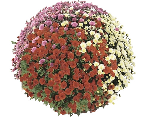 Kugel-Chrysantheme mit mehrfarbigen Blüten