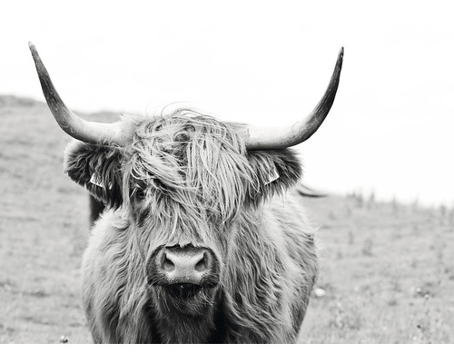 Nahaufnahme eines schottischen Hochlandrindes mit Hörnern