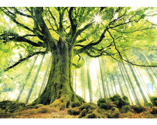 Landschaft mit großem Baum im Wald mit Moos auf dem Stamm