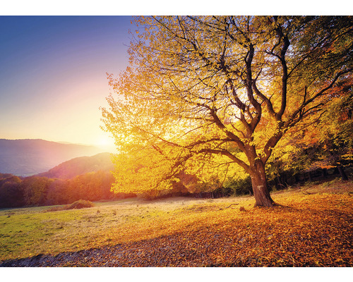 Herbstlandschaft mit Baum und herabgefallenen Blättern