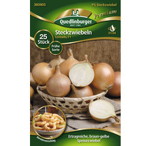 Steckzwiebel Quedlinburger 'Contado' 25 Stk. frühe Sorte