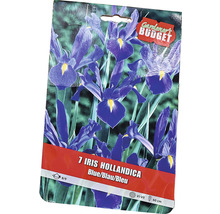 Packung mit 7 Iris hollandica Blumenzwiebeln