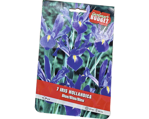 Packung mit 7 Iris hollandica Blumenzwiebeln