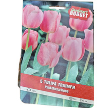 Verpackung mit fuenf Triumph Tulpen in Rosa, Blumenzwiebelgroesse 10/11