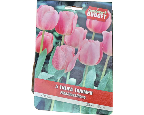 Verpackung mit fuenf Triumph Tulpen in Rosa, Blumenzwiebelgroesse 10/11