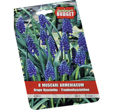 Verpackung mit acht Muscari armeniacum, auch bekannt als Armenische Traubenhyazinthe