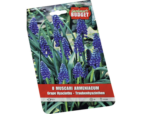 Verpackung mit acht Muscari armeniacum, auch bekannt als Armenische Traubenhyazinthe