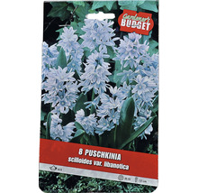 Verpackung mit 8 Puschkinia scilloides var. libanotica Blumenzwiebeln