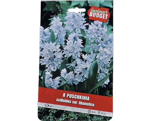 Verpackung mit 8 Puschkinia scilloides var. libanotica Blumenzwiebeln
