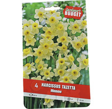 Packung Narzissen Tazetta Minnow Blumenzwiebeln