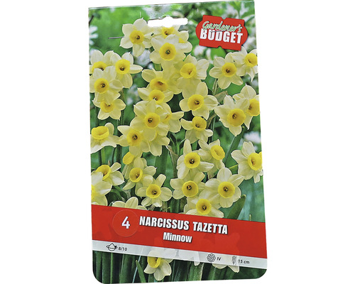Packung Narzissen Tazetta Minnow Blumenzwiebeln