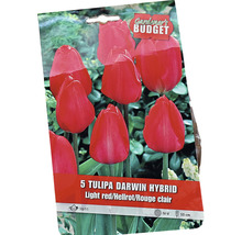 Verpackung mit fünf Tulipa Darwin Hybrid Blumenzwiebeln
