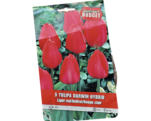 Verpackung mit fünf Tulipa Darwin Hybrid Blumenzwiebeln
