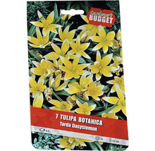 Packung Tarda Dasystemon botanische Tulpenzwiebeln