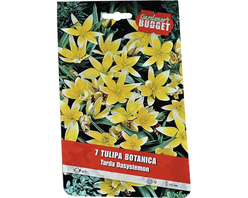 Packung Tarda Dasystemon botanische Tulpenzwiebeln