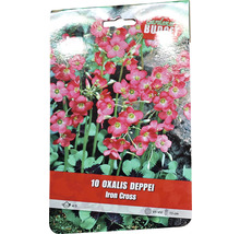 Verpackung mit 10 Oxalis Deppei Iron Cross Blumenzwiebeln