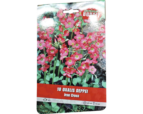 Verpackung mit 10 Oxalis Deppei Iron Cross Blumenzwiebeln