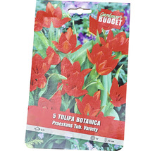 Verpackung mit 5 botanischen Tulpen der Sorte Praestans Tub. Variety