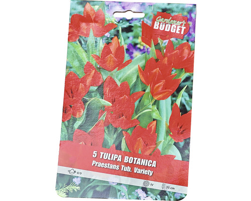 Verpackung mit 5 botanischen Tulpen der Sorte Praestans Tub. Variety