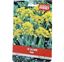 Allium Moly Blumenzwiebeln Packung
