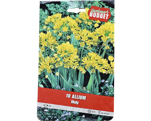 Allium Moly Blumenzwiebeln Packung