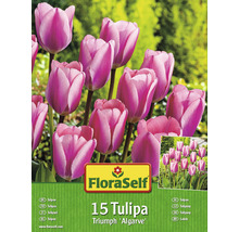 Blumenzwiebel-Vorteilspack Tulpen 'Algarve' 15 Stk.-thumb-0