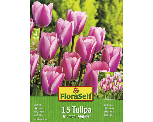 Blumenzwiebel-Vorteilspack Tulpen 'Algarve' 15 Stk.-0