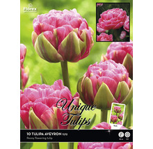 Verpackung Tulipa Aveyron Blumenzwiebeln, gefüllte Tulpen