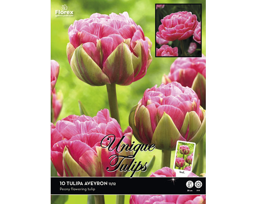 Verpackung Tulipa Aveyron Blumenzwiebeln, gefüllte Tulpen