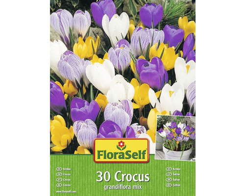 FloraSelf 30er Krokus Grandiflora Mischung