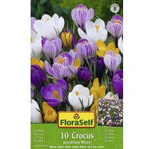 Verpackung mit zehn Krokussen, großblumige Mischung