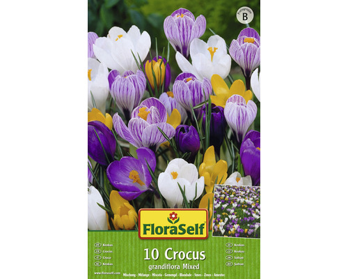 Verpackung mit zehn Krokussen, großblumige Mischung