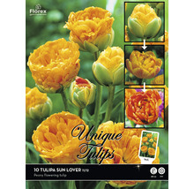 Verpackung mit zehn Tulpen Sun Lover, einer pfingstrosenblütigen Tulpensorte