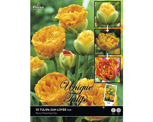Verpackung mit zehn Tulpen Sun Lover, einer pfingstrosenblütigen Tulpensorte