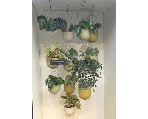 Arrangement von Zimmerpflanzen in hängenden Übertöpfen