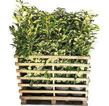 20 x Säulen-Kirschlorbeer ‘Genolia’ FloraSelf Prunus laurocerasus 'Genolia' H 100-125 cmCo 10 L für ca.8 m Hecke