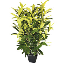 12 x Säulen-Kirschlorbeer ‘Genolia’ FloraSelf Prunus laurocerasus 'Genolia' H 80-100 cm ClickCo für ca. 5 m Hecke