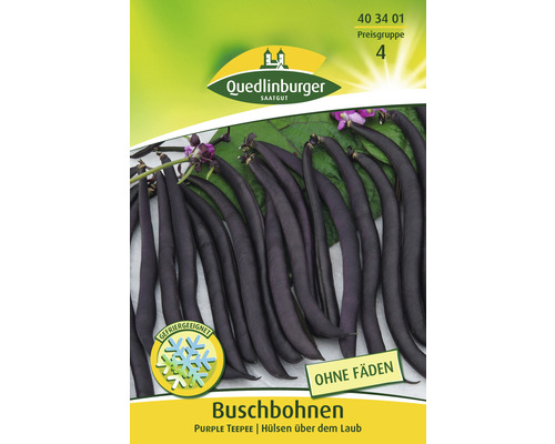 Buschbohnen Purple Teepee Quedlinburger Samenfestes Saatgut Gemüsesamen