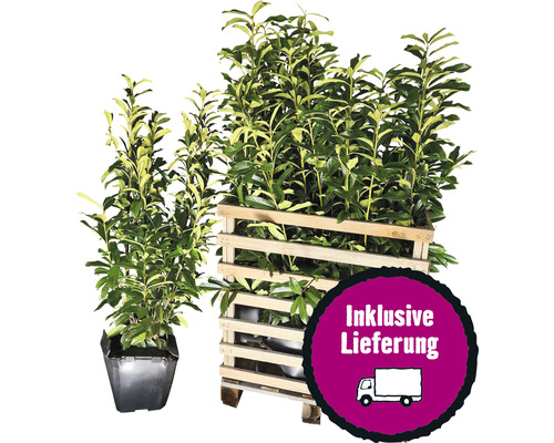 8 x Säulen-Kirschlorbeer ‘Genolia’ FloraSelf Prunus laurocerasus 'Genolia' H 100-125 cm Co 10 L für ca. 3 m Hecke