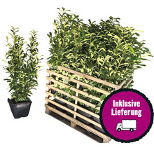 20 x Säulen-Kirschlorbeer ‘Genolia’ FloraSelf Prunus laurocerasus 'Genolia' H 100-125 cmCo 10 L für ca.8 m Hecke