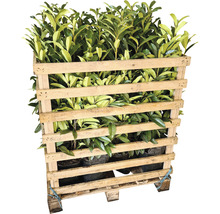 12 x Säulen-Kirschlorbeer ‘Genolia’ FloraSelf Prunus laurocerasus 'Genolia' H 60-80 cm ClickCo für ca. 4 m Hecke