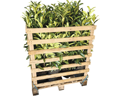 Palette mit Lorbeerpflanzen in Töpfen