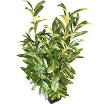12 x Säulen-Kirschlorbeer ‘Genolia’ FloraSelf Prunus laurocerasus 'Genolia' H 60-80 cm ClickCo für ca. 4 m Hecke