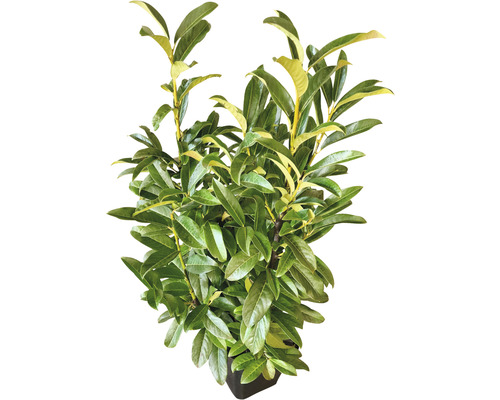 Lorbeerkirsche im Topf