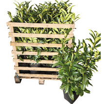 12 x Säulen-Kirschlorbeer ‘Genolia’ FloraSelf Prunus laurocerasus 'Genolia' H 60-80 cm ClickCo für ca. 4 m Hecke